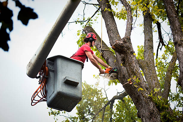 How Our Tree Care Process Works  in  Wilton, CA